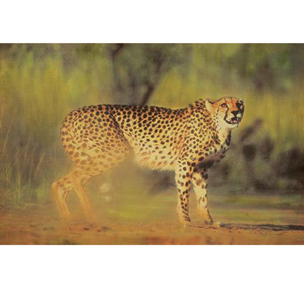 PFJ052 Big Cat Cheetah Large Wall Picture